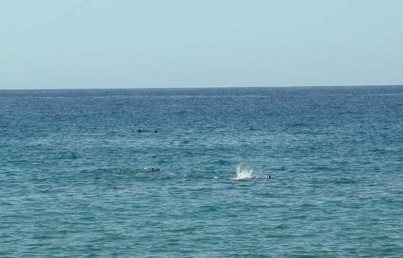 Dolphins 1.jpg 52.6K